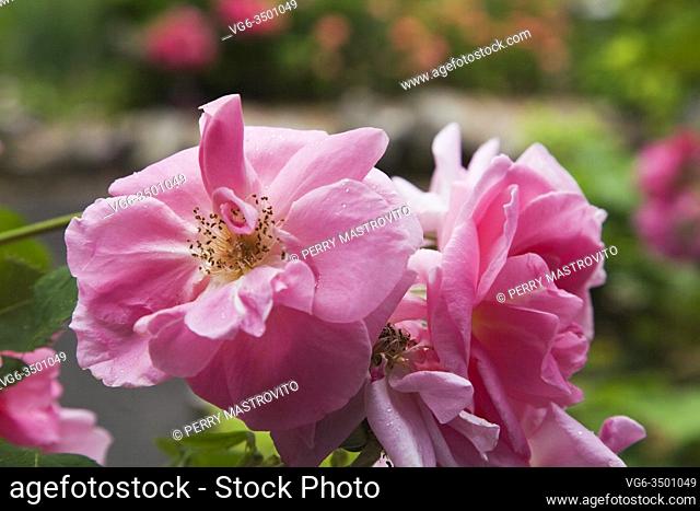 Close-up of pink Rosa - Rose flowers in front yard country estate garden in summer