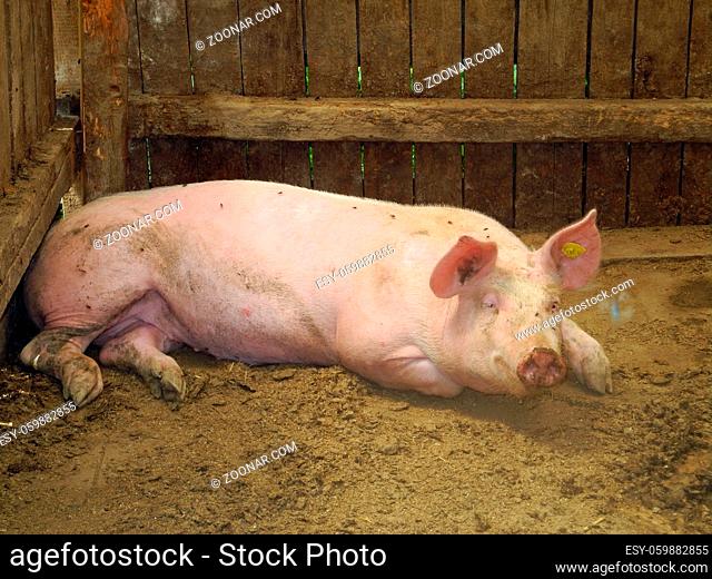 schwein, hausschwein, nutztier, bauernhof, farm, landwirtschaft, haustier, sus, sus scrofa, agrarindustrie, tierhaltung, tier, schweinestall