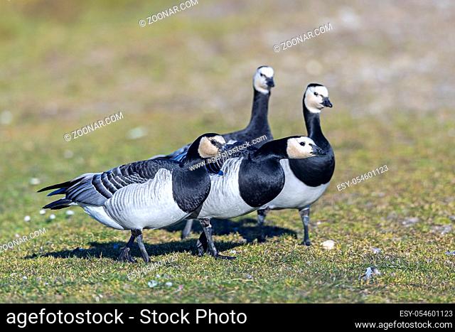 Weisswangenganspaar droht anderen Artgenossen / A pair of Barnacle Goose threatens conspecifics / Branta leucopsis