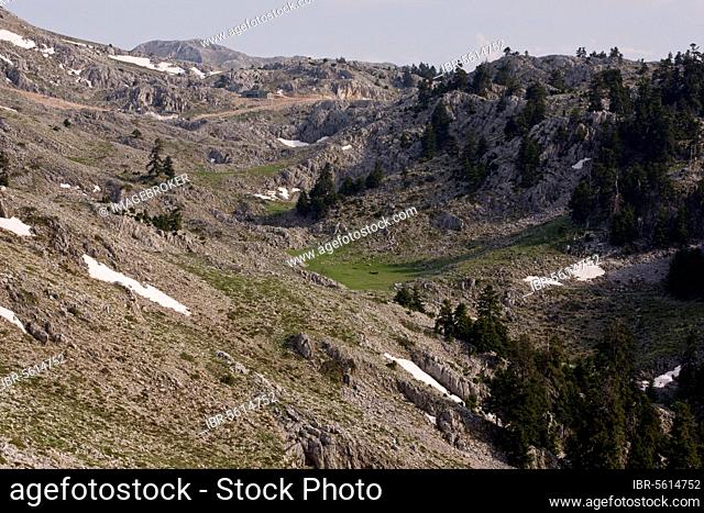 View of a karst limestone landscape with trees of the Greek greek fir (Abies cephalonica), at 1700m, Mount Parnassus, Mount Parnassus N. P. Greece