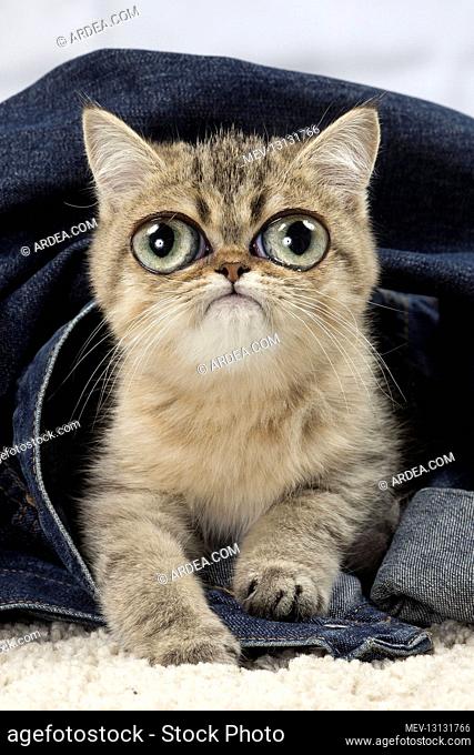 Exotic Shorthair Cat, kitten with large eyes on denim jacket