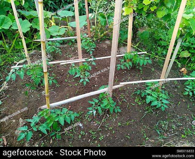 Tomato plants planted on an organic small vegetable garden