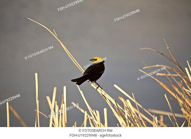 length, blackbird, its, mediumsized, xanthocephalus, yellowheaded