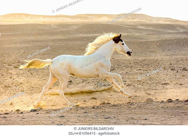 Arabian Horse. Juvenile mare galloping in the desert in evening light. Egypt