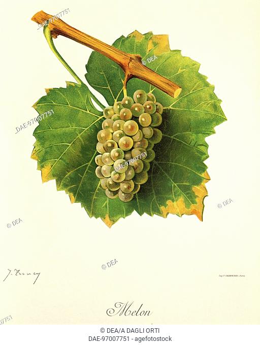 Pierre Viala (1859-1936), Victor Vermorel (1848-1927), Traite General de Viticulture. Ampelographie, 1901-1910. Tome II, plate: Melon grape