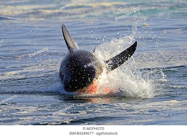 great white shark (Carcharodon carcharias, Carcharodon rondeletii), catching prey on water surface, South Africa, Western Cape, Seal Island