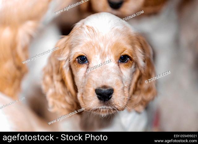 small dog, cute purebred English Cocker Spaniel puppy on breeding station, descendants of European champions