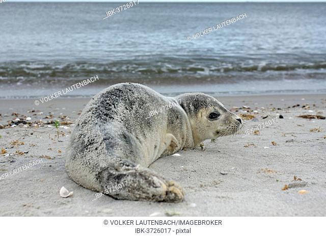 Harbour Seal (Phoca vitulina), pup, East Frisian Islands, East Frisia, Lower Saxony, Germany