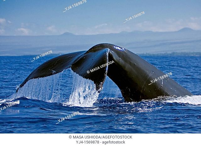 humpback whale, Megaptera novaeangliae, fluke-up dive, Hawaii, USA, Pacific Ocean