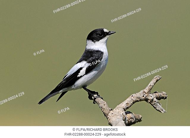 Collared Flycatcher (Ficedula albicollis) adult male, summer plumage, perched on twig, Lemnos, Greece, April
