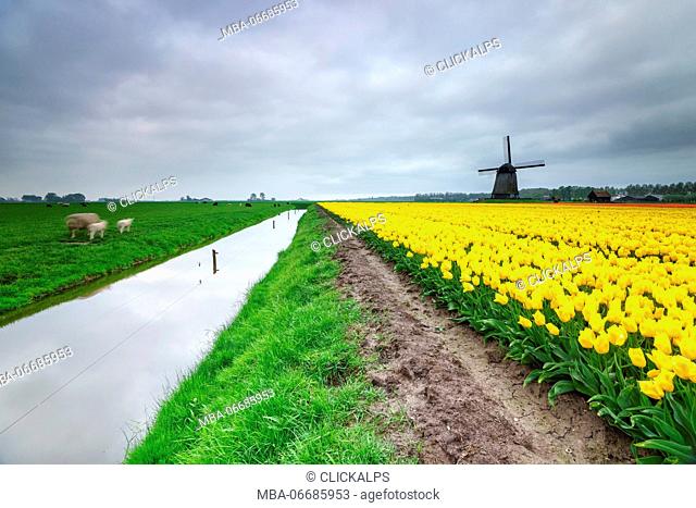 Clouds on fields of yellow tulips and windmills surrounded by meadows Schermerhorn Alkmaar North Holland Netherlands Europe
