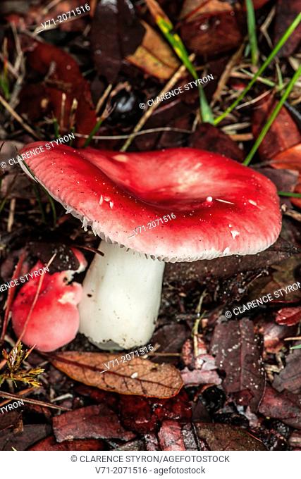 Pink Waxycap Mushroom Hygrophorus erubescens