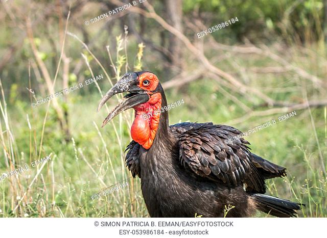 Southern ground hornbill walking in the grass in the Kruger National Park, South Africa
