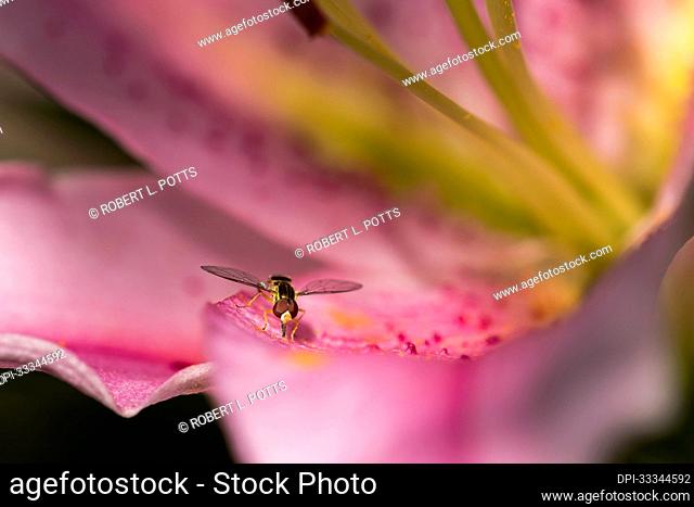 Bee Mimic (Bombylius major) collecting pollen from a pink, stragazer lily (Lilium orientalis 'Stargazer'); Astoria, Oregon, United States of America
