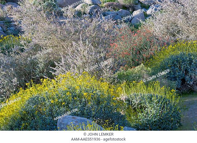 Brittlebush (Encelia farinosa) Desert Lavender (Hyptis emoryi) and Chuparosa (Justicia californica) in blossom in Anza-Borrego Desert, CA, March 13, 2009