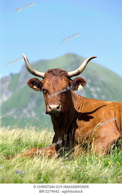 Salers cow, Sancy mountains, Parc Naturel Regional des Volcans d'Auvergne, Auvergne Volcanoes Natural Regional Park, Puy de Dome, France, Europe