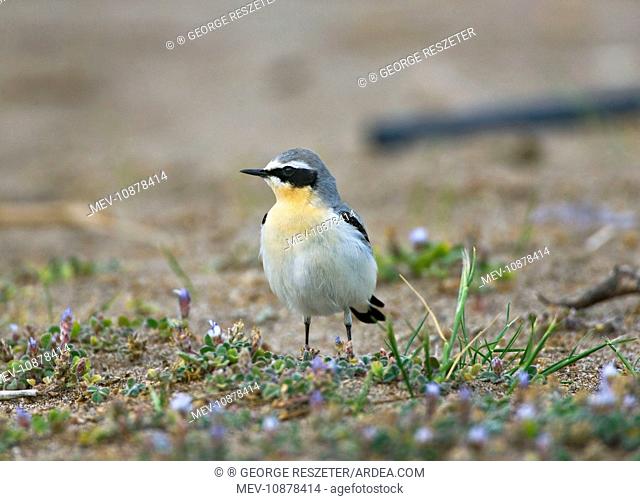 Northern Wheatear - male among spring flowers (Oenanthe oenanthe). Southern Turkey - April