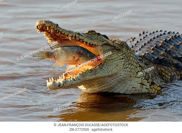 Nile crocodile (Crocodylus niloticus), devouring a fish still alive, Sunset Dam, Kruger National Park, Mpumalanga, South Africa, Africa