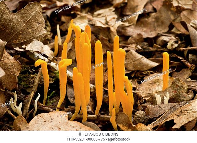 Yellow Club Fungus Clavulinopsis helvola fruiting bodies, growing amongst leaf litter, Langley Wood National Nature Reserve, Wiltshire, England, september