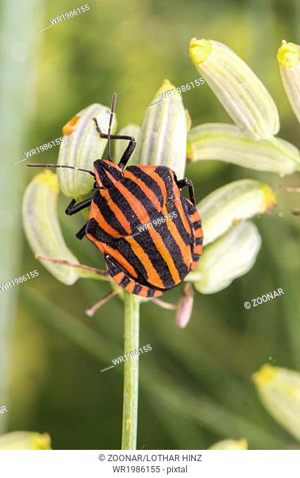 Graphosoma lineatum, Shield bug from Germany