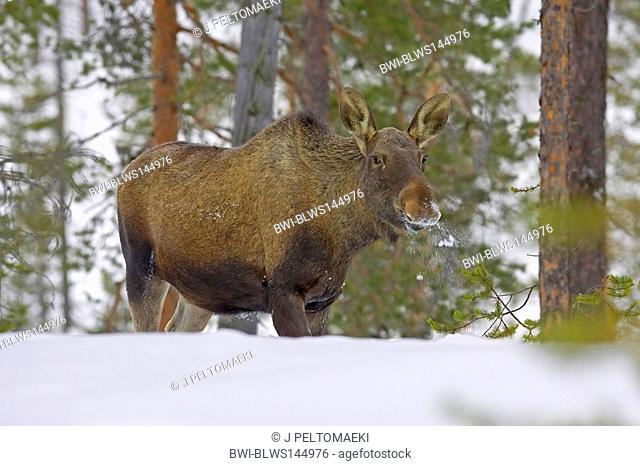 elk, European moose Alces alces alces, female in winter, Finland, Kuusamo, Oulanka National Park