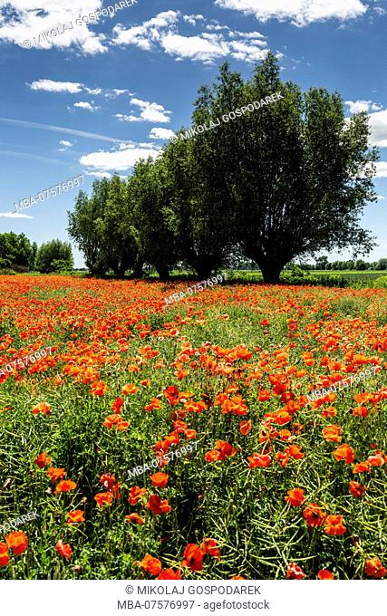 Europe, Poland, Kuyavian-Pomeranian Voivodeship, Kujawy / Kuyavia - field of poppies