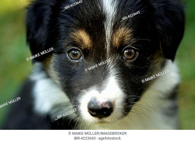 Border Collie, puppy, tricolor, six weeks old