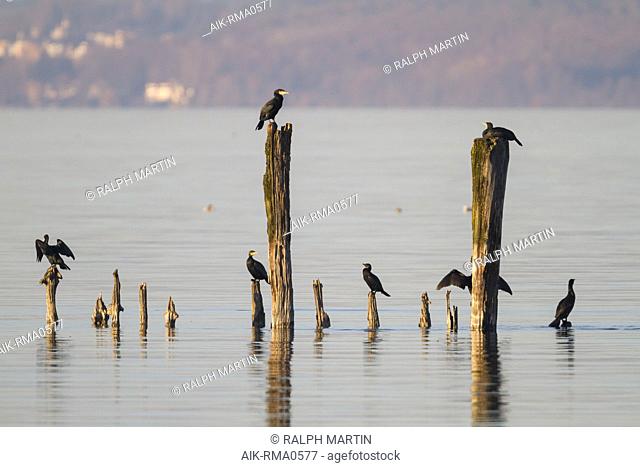 Flock of Great Cormorants (Phalacrocorax carbo subspecies sinensis) resting on wooden poles in mountain lake in Switzerland