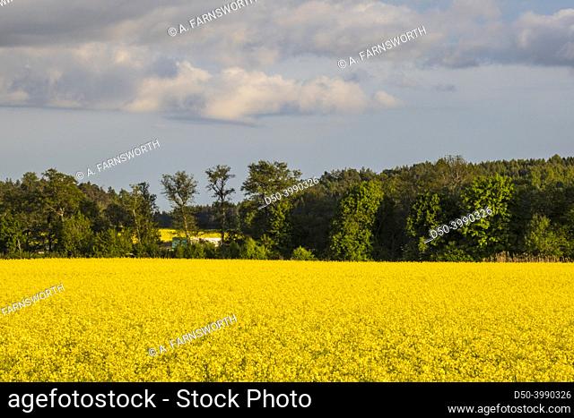 Nykvarn, Sweden A field of yellow raps