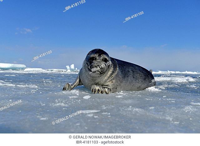 Baikal seal (Pusa sibirica, Phoca sibirica), offspring, freshwater seal lying on the ice, frozen lake Baikal, Siberia, Russia