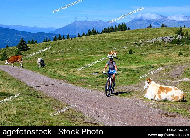 Italy, Trentino-Südtirol / Alto Adige, South Tyrol, Sarntal Alps, Tschoegglberg, high plateau, Vöran, Vöraner Alm, mountain bikers and cows