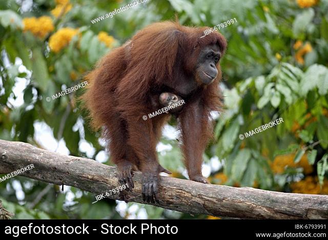 Orang Utan, adult, adult with young, mother with baby, on tree Orang Utan, Asia Orang Utan, Asia, female, female with young, on tree Orang Utan
