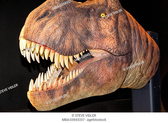 China, Animatronic Head of Tyrannosaurus Rex