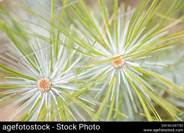 Shoots of Canary Island pine Pinus canariensis. Las Lajas. Vilaflor. Corona Forestal Natural Park. Tenerife. Canary Islands. Spain