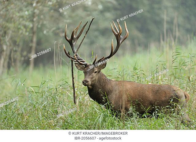 Red Deer (Cervus elaphus), Danube wetlands, Donau Auen National Park, Lower Austria, Austria, Europe