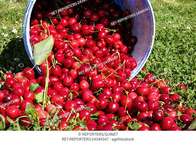 Bigarreau cherries from a spilled bucket Seau renverse de cerises bigarreau Credit: JMQuinet/Reporters Reporters / QUINET