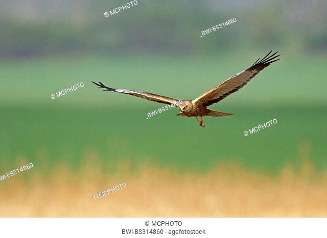 Western Marsh Harrier (Circus aeruginosus), flying over reed, Germany, Rhineland-Palatinate