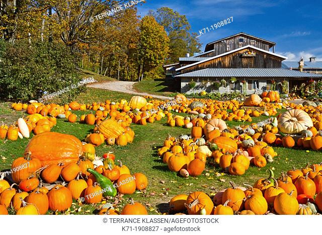 Pumpkins and squash for sale at the Pond Hill Farms along Highway 119 near Harbor Springs, Michigan, USA