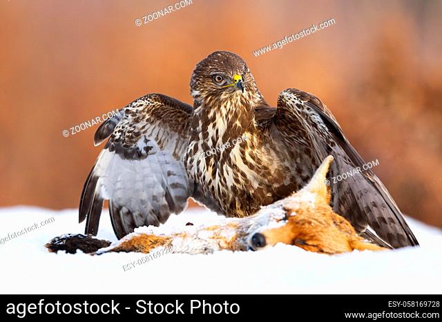 Common buzzard, buteo buteo, standing next to prey on snow with spread wings. Wild brown bird looking aside on the dead foxt on meadow in winter