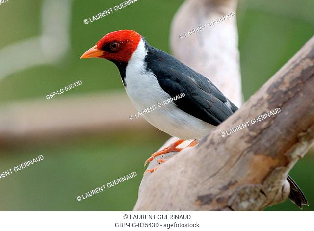 Birds, Cardinal-pity-swampland, Pantanal, Mato Grosso do Sul, Brazil