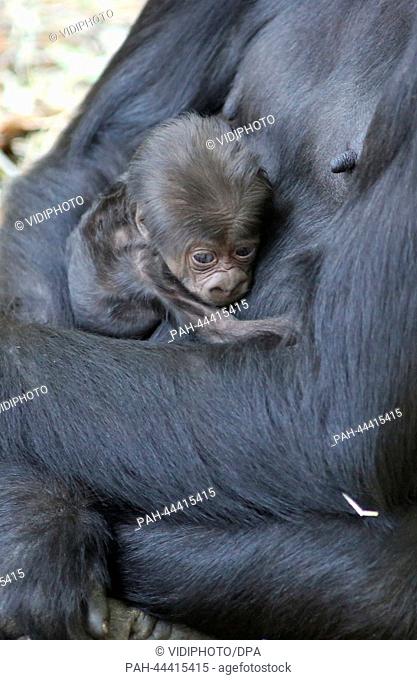 ARNHEM - With the birth of a fifth young in one year -for the first time in the history of Burgers' Zoo in the city Arnhem- the Dutch animal park got the...