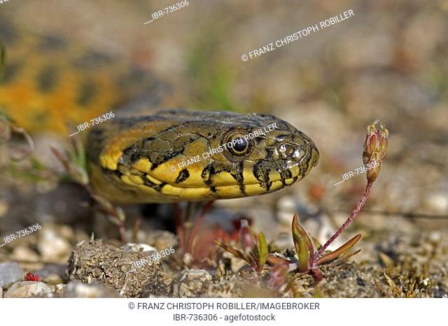 Viperine Snake (Natrix maura), Extremadura, Spain, Europe