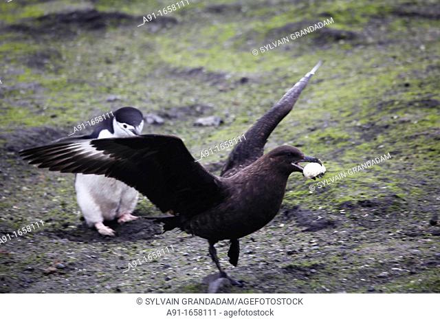 A skua bird steals a Penguin egg, Baily Head black sand beach, Deception Island, South Shetland Islands, Antarctica