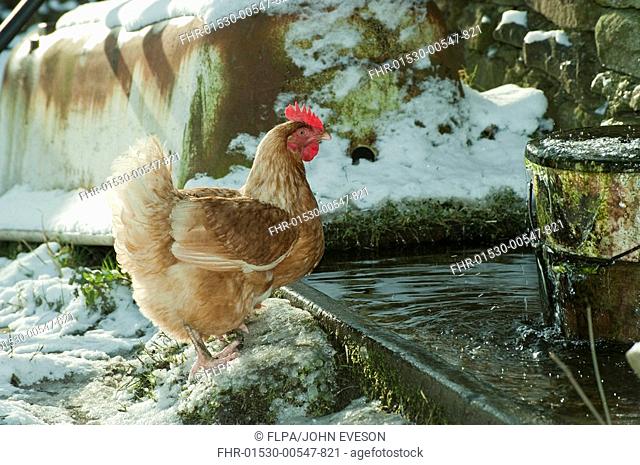 Domestic Chicken, freerange hen, drinking from water trough in snow, Whitewell, Clitheroe, Lancashire, England, winter