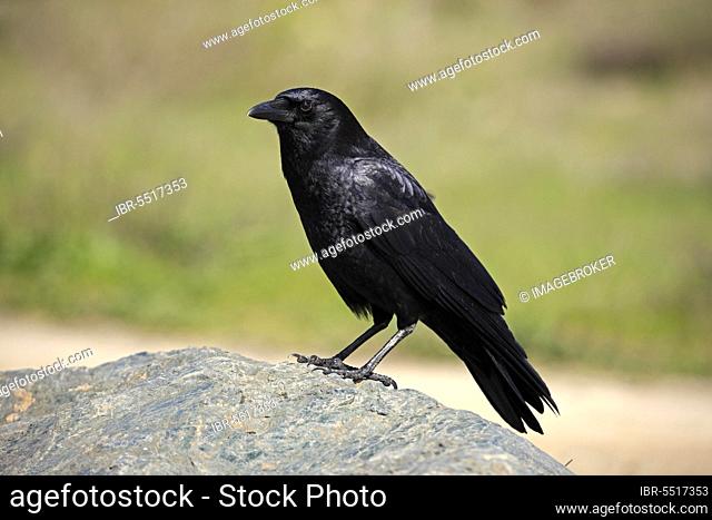 American crow (Corvus brachyrhynchos), California, crow, lateral, USA, North America