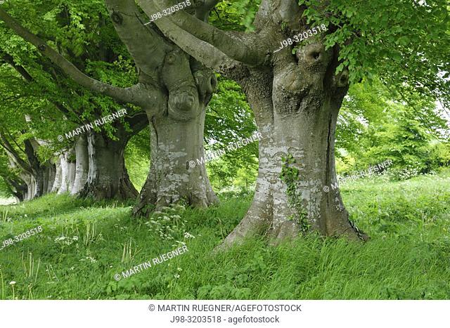 Old beech trees in a row. Dorset, England, UK