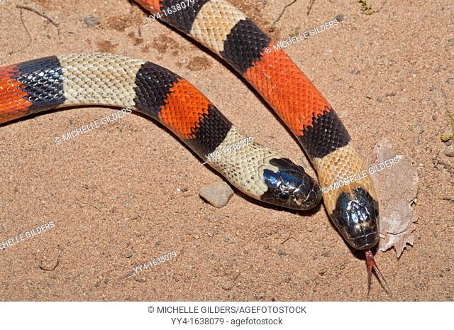 Pueblan Campbell's milk snake, Lampropeltis triangulum campbelli, native to southern Puebla, eastern Morelos, northern Oaxaca