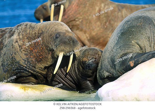 Atlantic walrus (Odobenus rosmarus rosmarus) mother and pup. Arctic and Subarctic waters