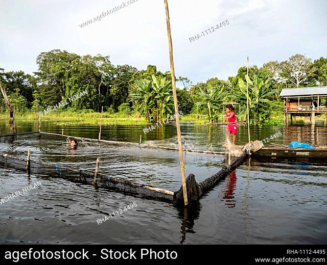 Young girls gathering catfish from the family fishing pen on Rio El Dorado, Amazon Basin, Loreto, Peru, South America