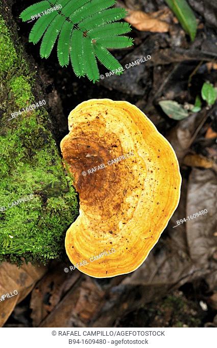 Wood mushrooms, Chalalan ecolodge area, Madidi National Park in the upper Amazon river basin in Bolivia